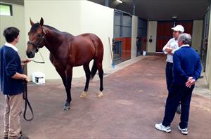 John with Peter Orton looking at All Too Hard at Vinery Stud